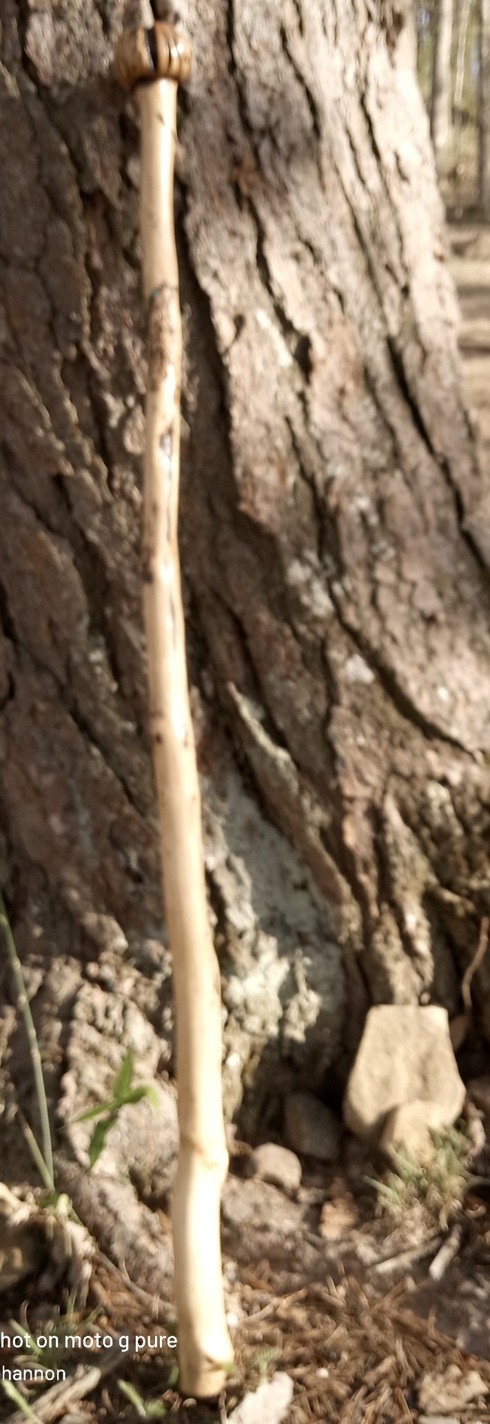 Natural Pine walking stick