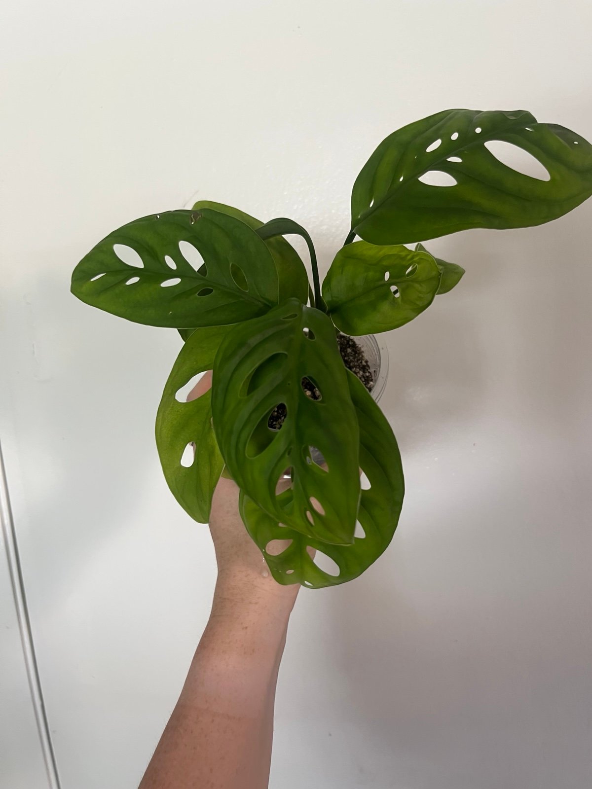 Monstera Esqueleto
