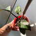 Philodendron ‘PINK’ princess PPP live plant