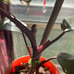 Philodendron ‘PINK’ princess PPP live plant