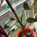 Philodendron ‘PINK’ princess PPP live plant