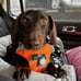 Clickit Sport Dog Car Harness Sleepypod