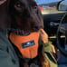 Clickit Sport Dog Car Harness Sleepypod