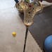 Women's lacrosse stick