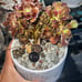 Rare crested Aeonium Korea succulent shipping bare rooted pot is not included