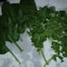 Fruit and Veggie garden seeds