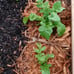Fruit and Veggie garden seeds