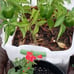 Fruit and Veggie garden seeds