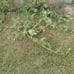 Fruit and Veggie garden seeds