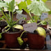 Fruit and Veggie garden seeds