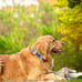 FIEL AMIGO Large Dog Collar