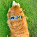 FIEL AMIGO Large Dog Collar