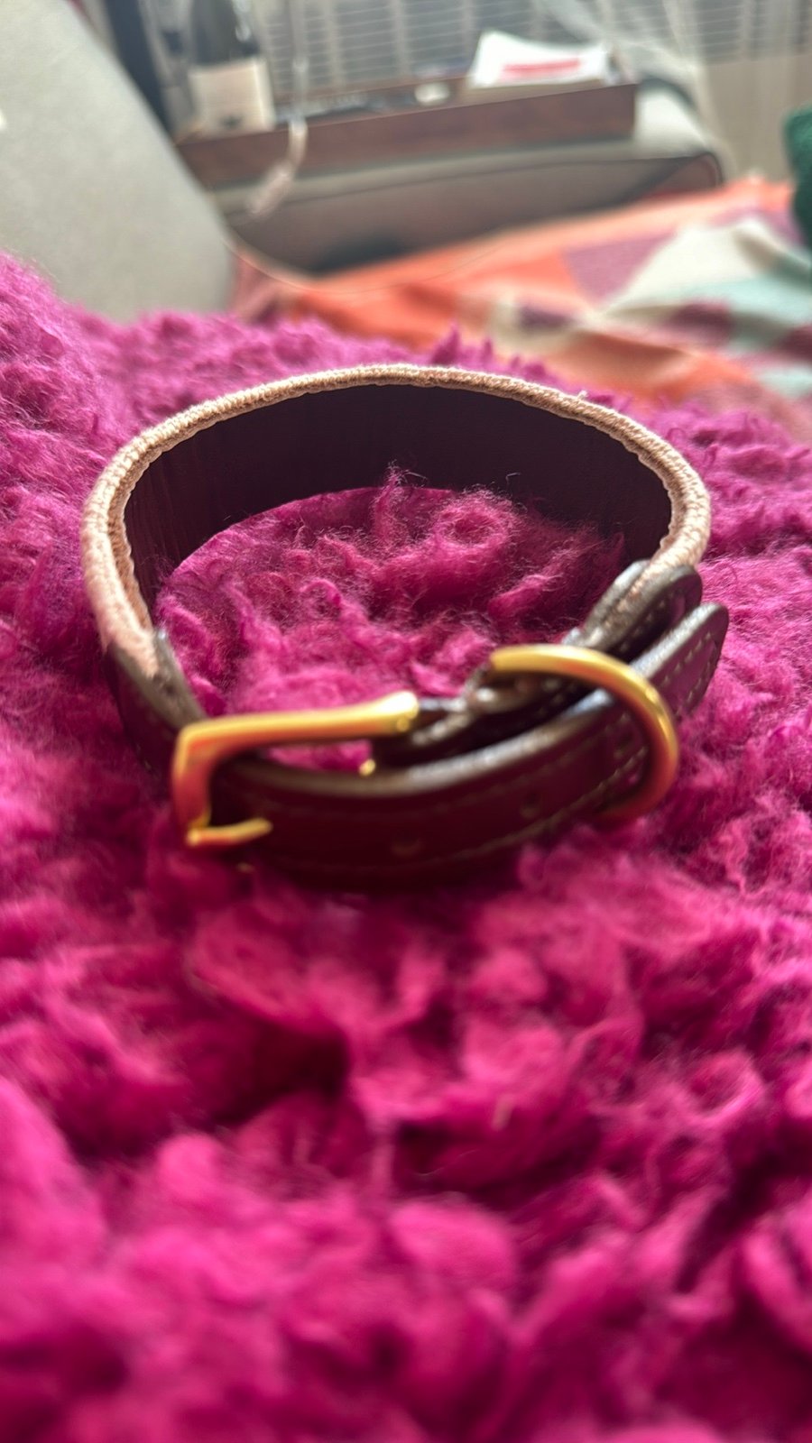 dog collar xs leather and canva