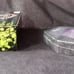 Disney's Theme Parks Haunted Mansion Lot Playing Cards and Séance Circle Diorama