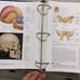 Pearson Human Anatomy & Physiology Loose Leaf Textbook