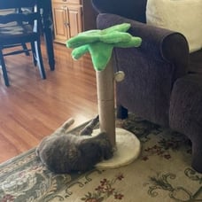 Cat Scratching Post Tree Toys Tower Litter Box Bed House Kitten Condo Perch Indo