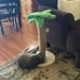 Cat Scratching Post Tree Toys Tower Litter Box Bed House Kitten Condo Perch Indo