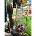 Perky-Pet Antique Glass Bottle Hummingbird Feeder Outdoor Garden Decor