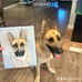 I paint pet dog cat portraits from your photo