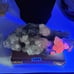 RARE NATURAL BIG HALF PINK CALCITE HALF FLOURITE WITH SPHALERITE CLUSTER #3454