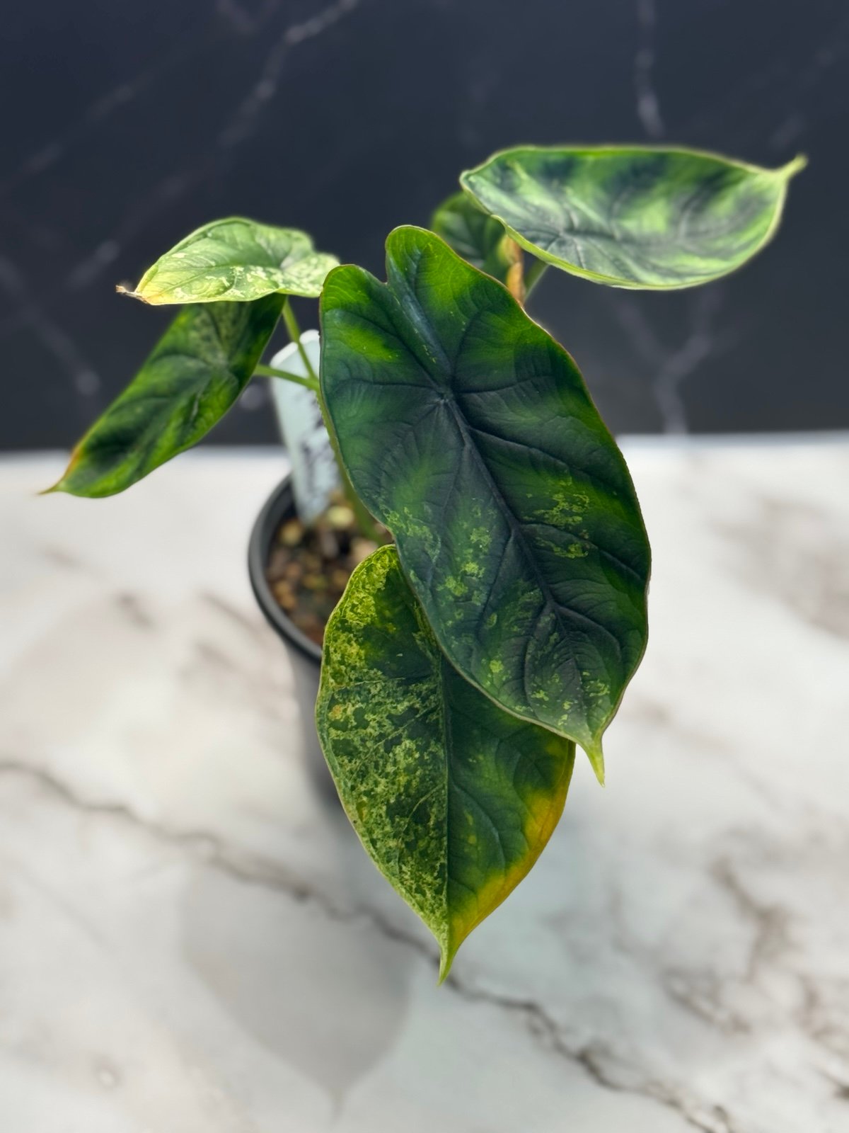 Alocasia Dragon Scale Mint