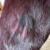 Gorgeous Burdundy Fur wrap