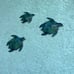 Set of 3 Metal Sea Turtle Beach Theme Decor Wall