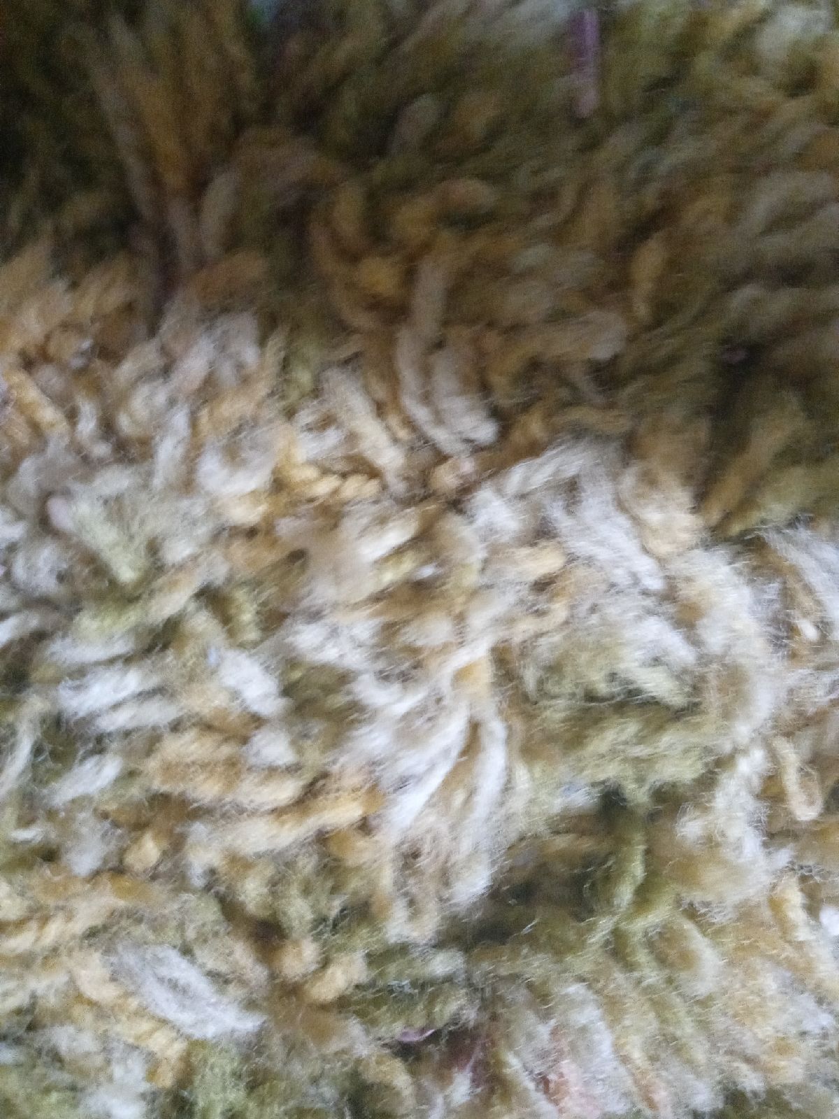 carpet
