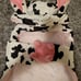 ♥︎New Dog Cow Costume ♥︎