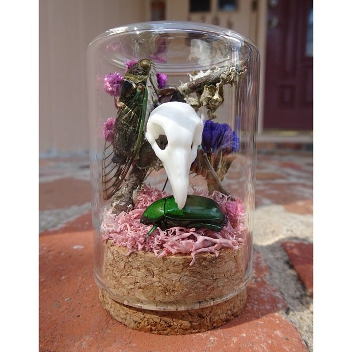 Cicada Green Beetle Oddity Jar vulture skull replica flowers insect taxidermy