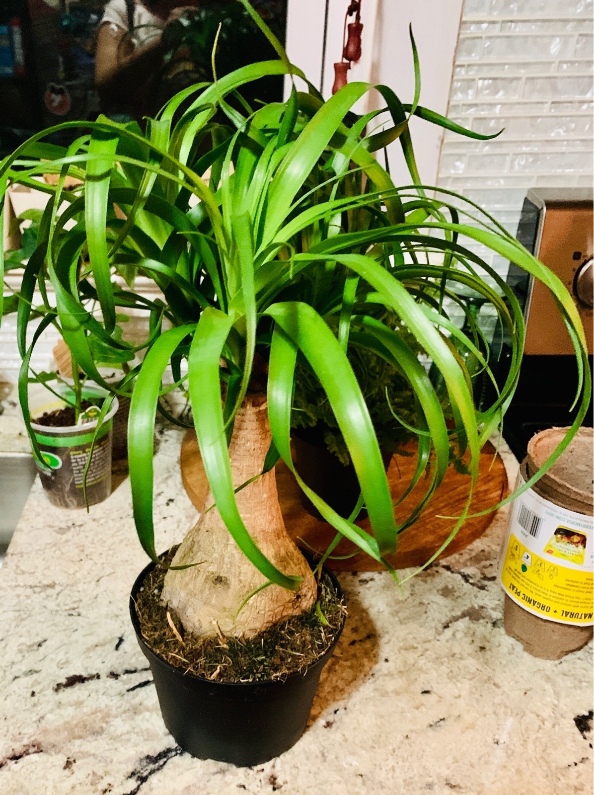 Ponytail Palm -5inch pot-roughly 12-16 inches in height