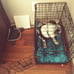 Small dog crate