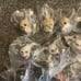 Dorohedoro Head Mascot Collection 2 Complete Set Gasha Capsule Toy