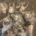 Dorohedoro Head Mascot Collection 2 Complete Set Gasha Capsule Toy