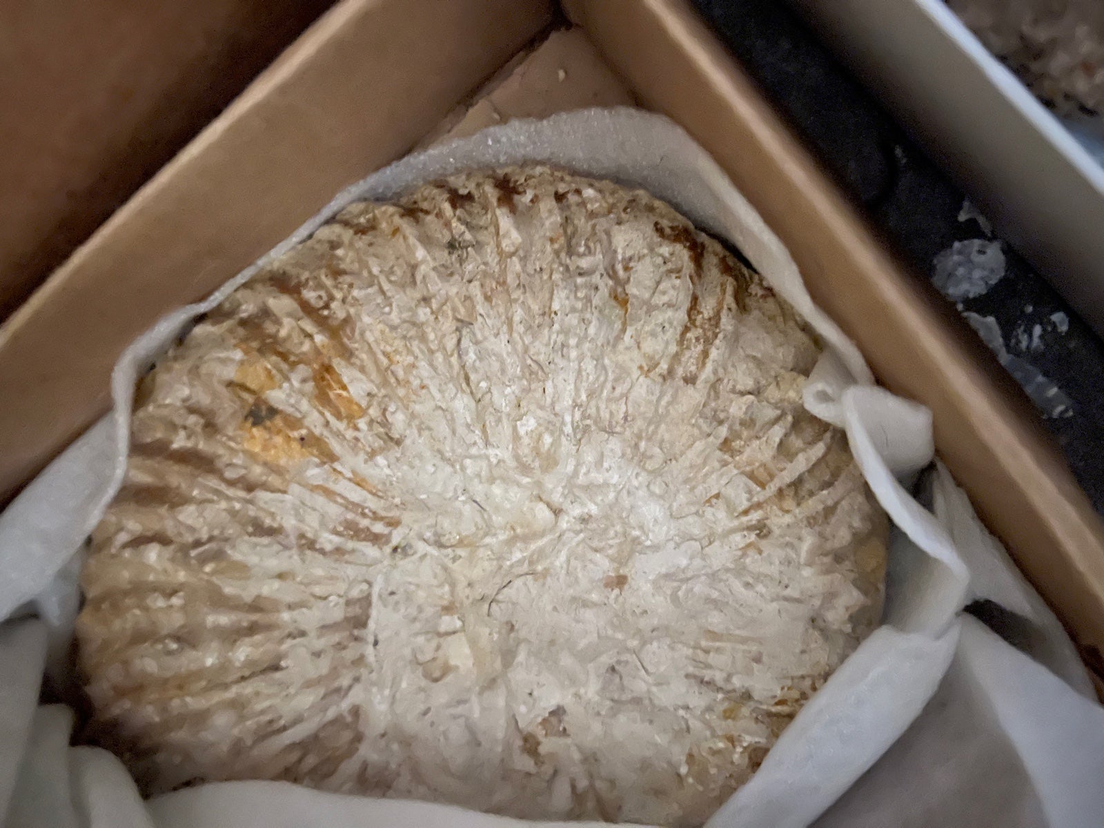 Fossils plant and animal