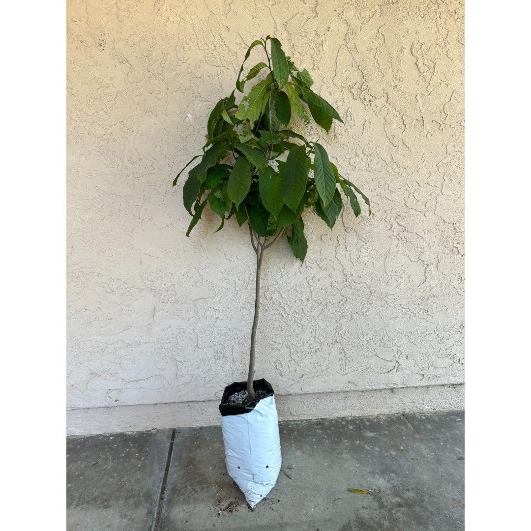 Tall FLOWERING Pawpaw Fruit Tree (4+ feet tall) - Tropical Fruit Native to USA