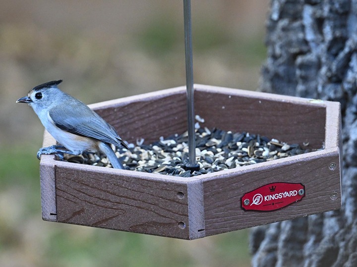 Kingsyard Platform Bird Feeder for Outdoor Hanging - Rugged Recycled Plastic Wil