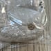 Lululemon Modular Phone Crossbody Bag Fleece NWT