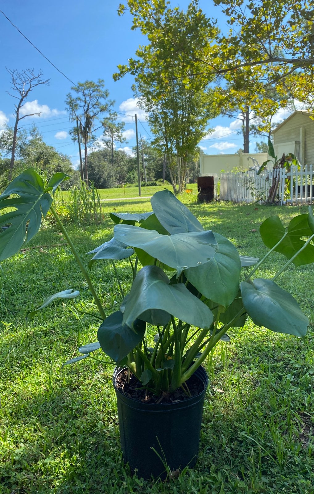 Monstera deleciosa live plant lot