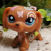 Lps littlest pet shop Authentic Postcard Dachund.