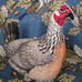 John Derian x Target Beaded Turkey and Chicken Plush Pillow Bundle