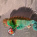 Original beanie baby