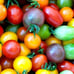 Rainbow Cherry Tomato Mix - 10K Seeds or 1 oz - B94