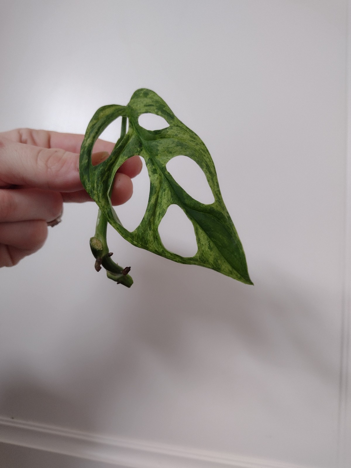 Monstera Adansonii Mint Variegated