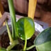 Variegated philodendron nuclear green congo