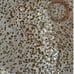 ANTHROPOLOGIE 13 ROSE CLEAR GLASS WITH GOLD DROPLETS CAKE STAND