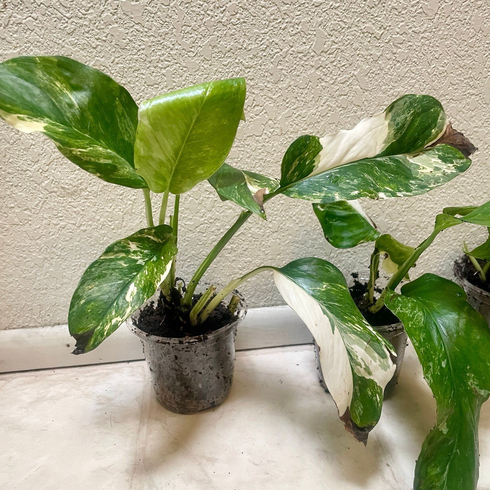 highly Variegated Monstera Albo starter plant, FREE priority shipping