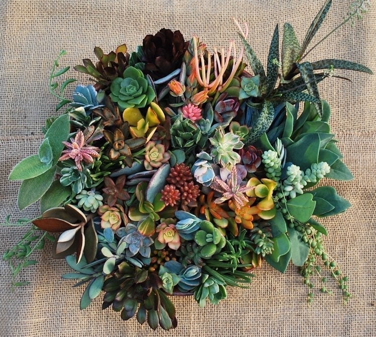 40 live succulent fresh cuttings