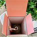 Ecoya Summer Limited Edition Reed Diffuser In Coral 200ml