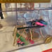Rainbow high doll lot accessories clothes closet
